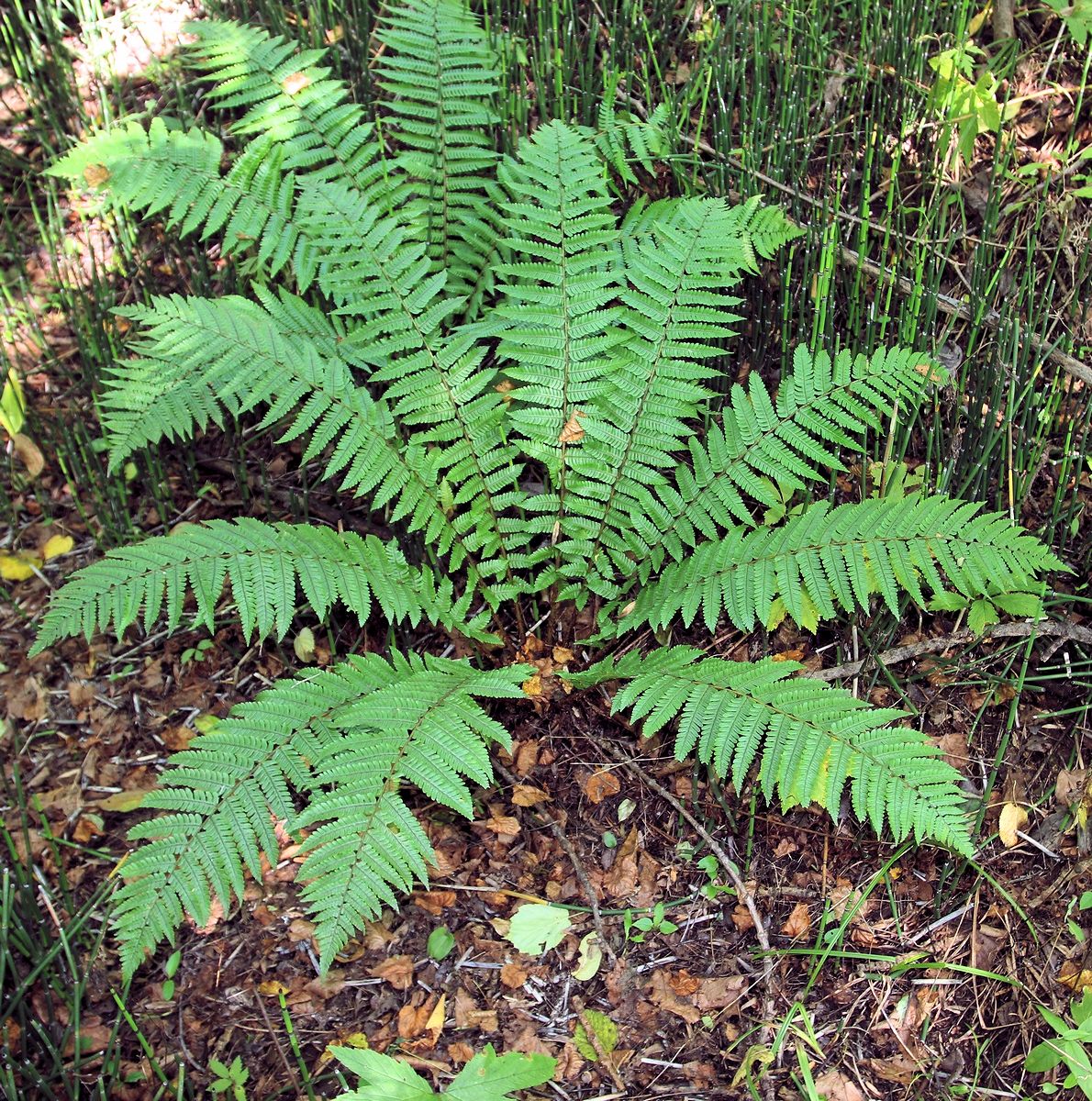 Изображение особи Dryopteris crassirhizoma.