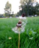 Taraxacum officinale. Соплодие с облетающими семянками. Удмуртия, Завьяловский р-н, аэропорт Ижевск, сорное на газоне. 14.08.2017.