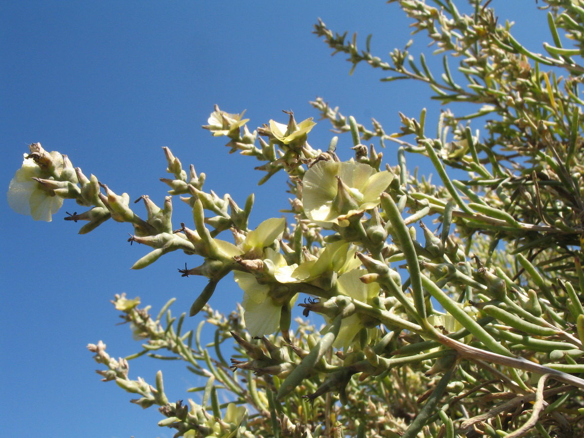 Изображение особи Salsola drobovii.