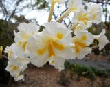 Tabebuia roseoalba