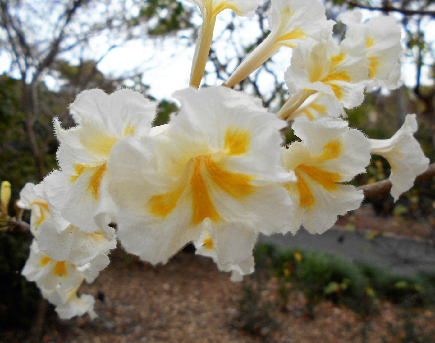 Image of Tabebuia roseoalba specimen.