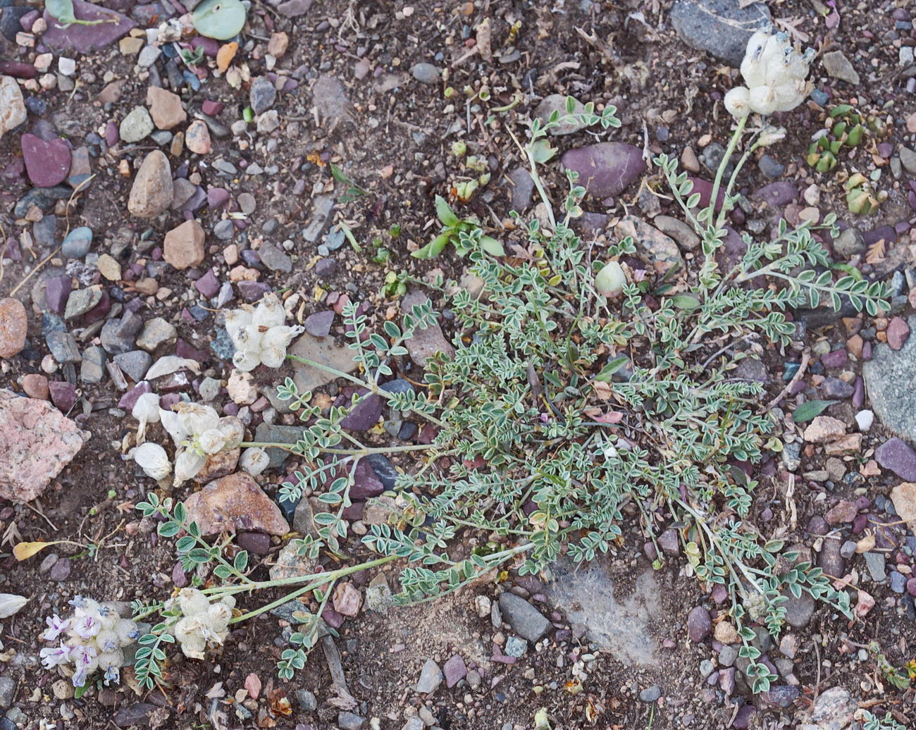 Image of Astragalus nivalis specimen.