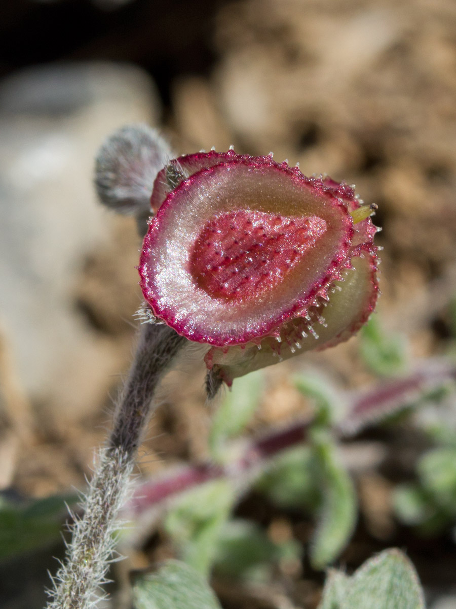Image of Paracaryum lithospermifolium ssp. cariense specimen.