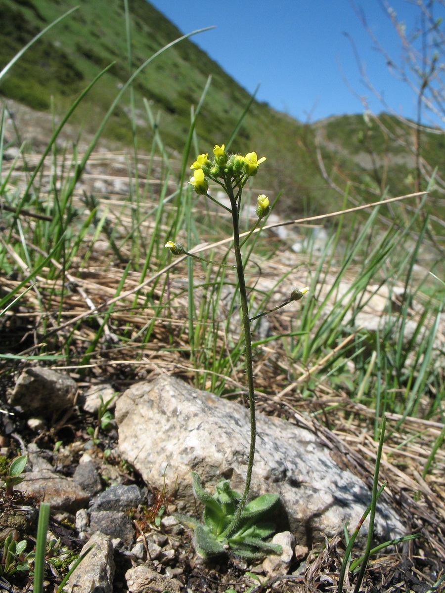 Image of Draba stenocarpa specimen.