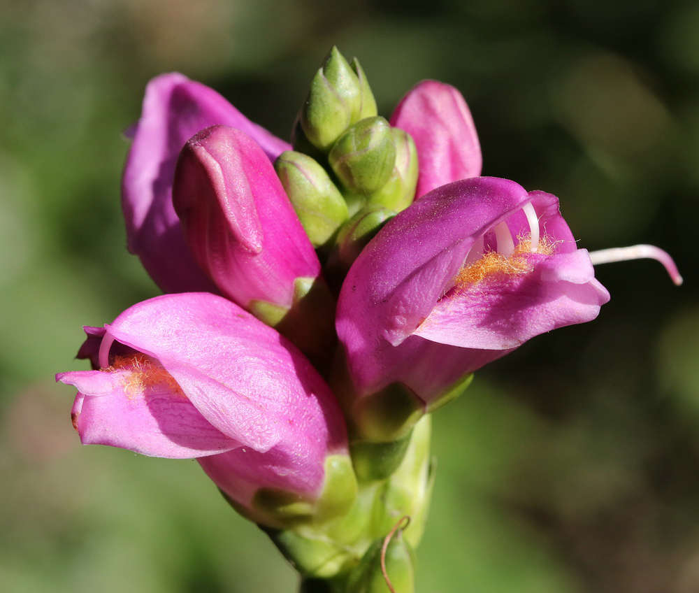 Image of Chelone obliqua specimen.