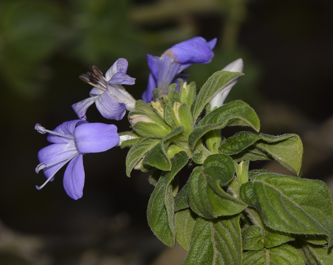 Изображение особи Barleria obtusa.