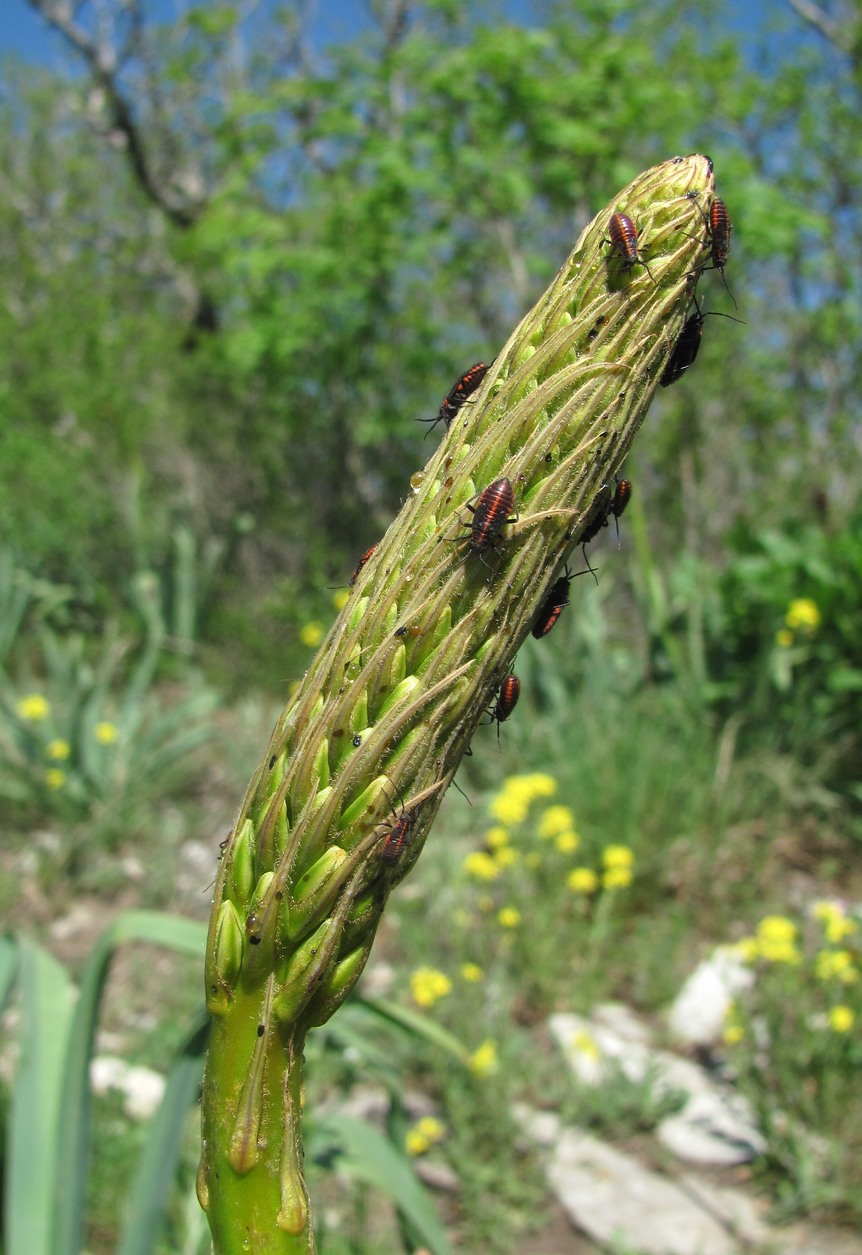 Изображение особи Eremurus spectabilis.