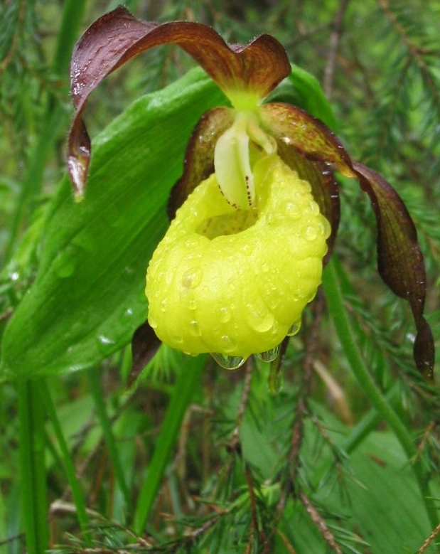 Image of Cypripedium calceolus specimen.