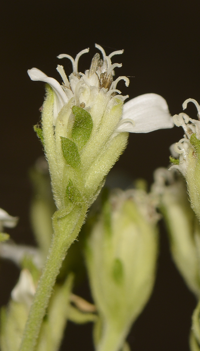 Image of Verbesina virginica specimen.