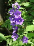 Campanula persicifolia. Верхушка цветущего растения. Средний Урал, Пермский край, Кунгурский р-н, окр. с. Филипповка, правый берег р. Сылва, подножие камня Ермак, заросли кустарника на краю соснового бора. 16.07.2017.