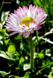 Bellis perennis. Цветонос с соцветием. Чувашия, г. Шумерля. 24 апреля 2008 г.