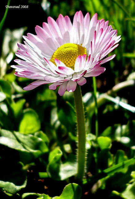 Image of Bellis perennis specimen.