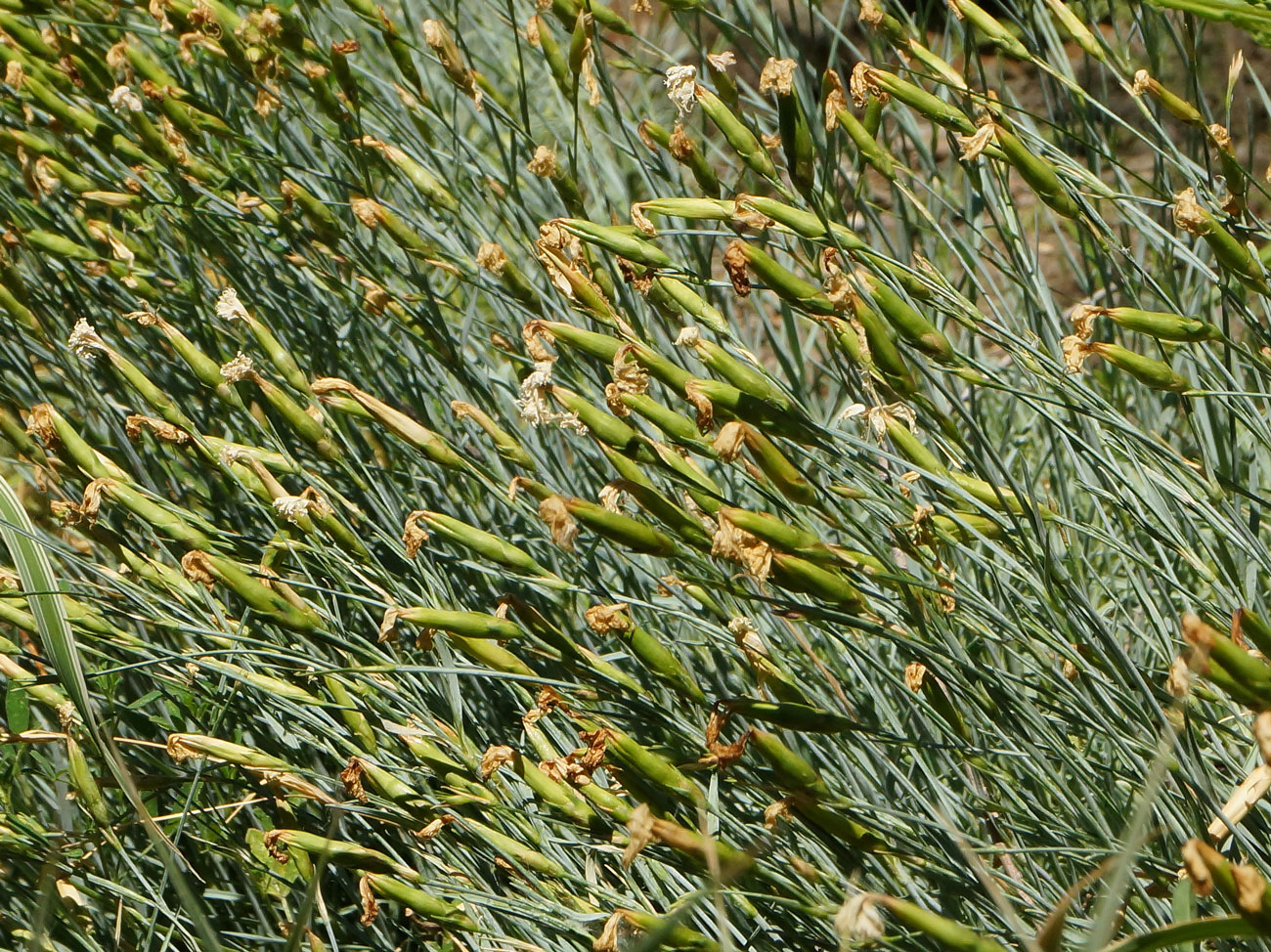 Image of Dianthus plumarius specimen.