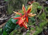 Aechmea chantinii