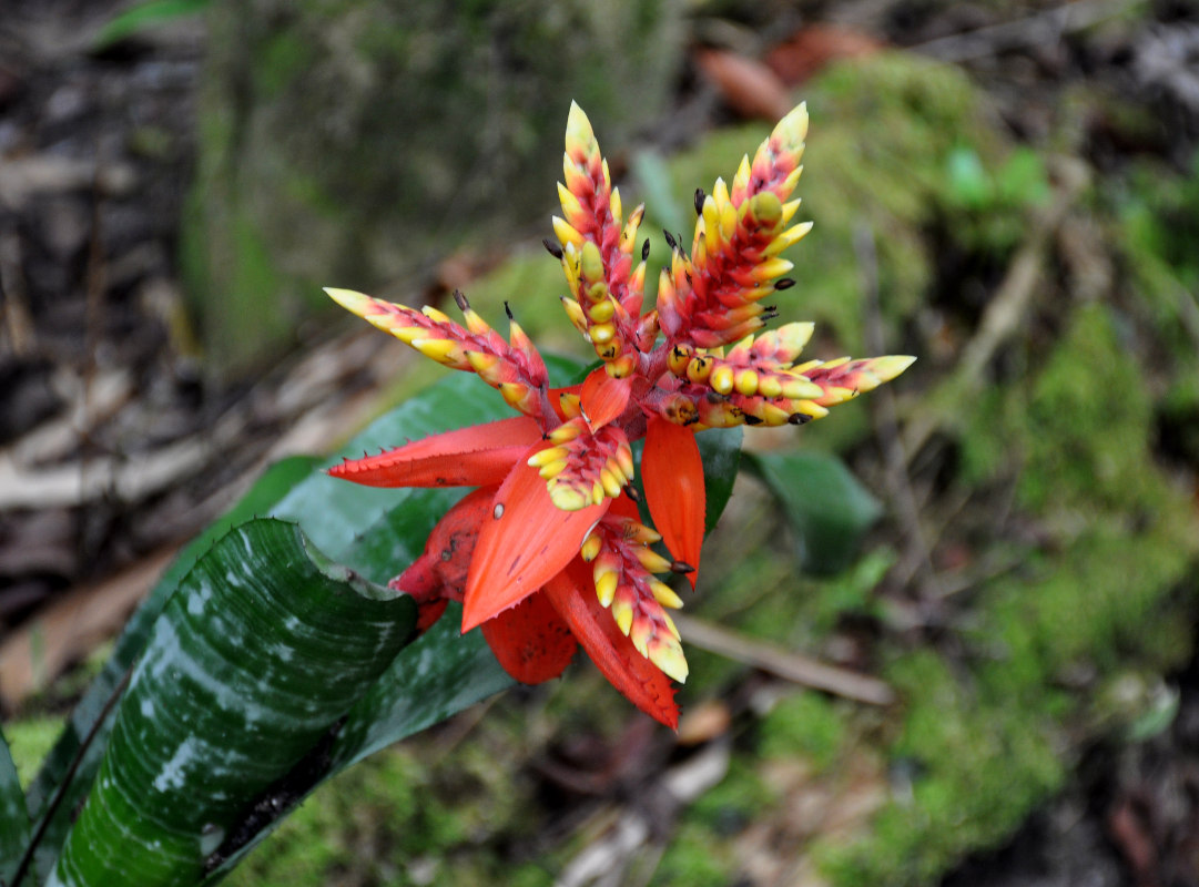 Изображение особи Aechmea chantinii.