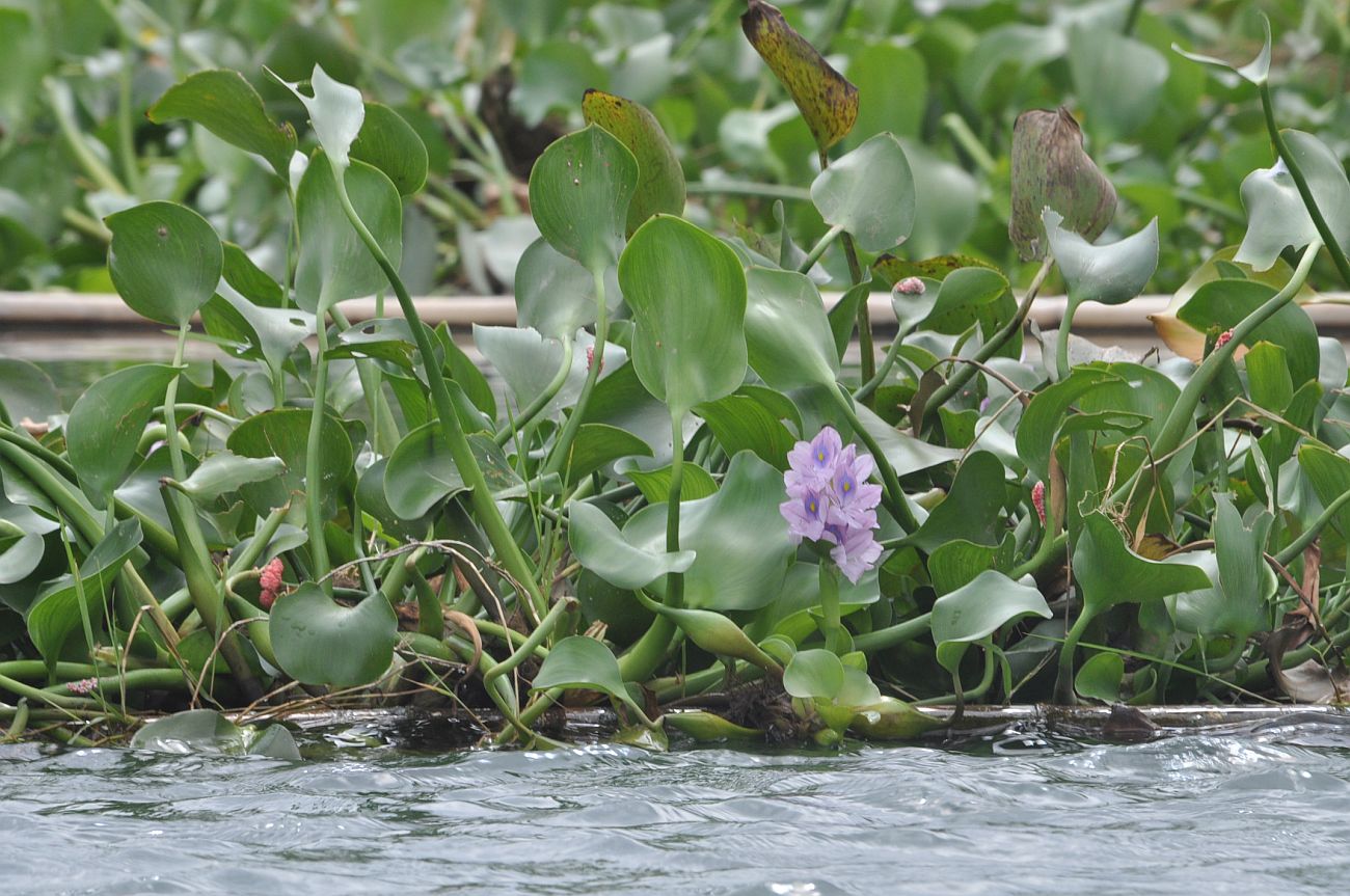 Изображение особи Eichhornia crassipes.