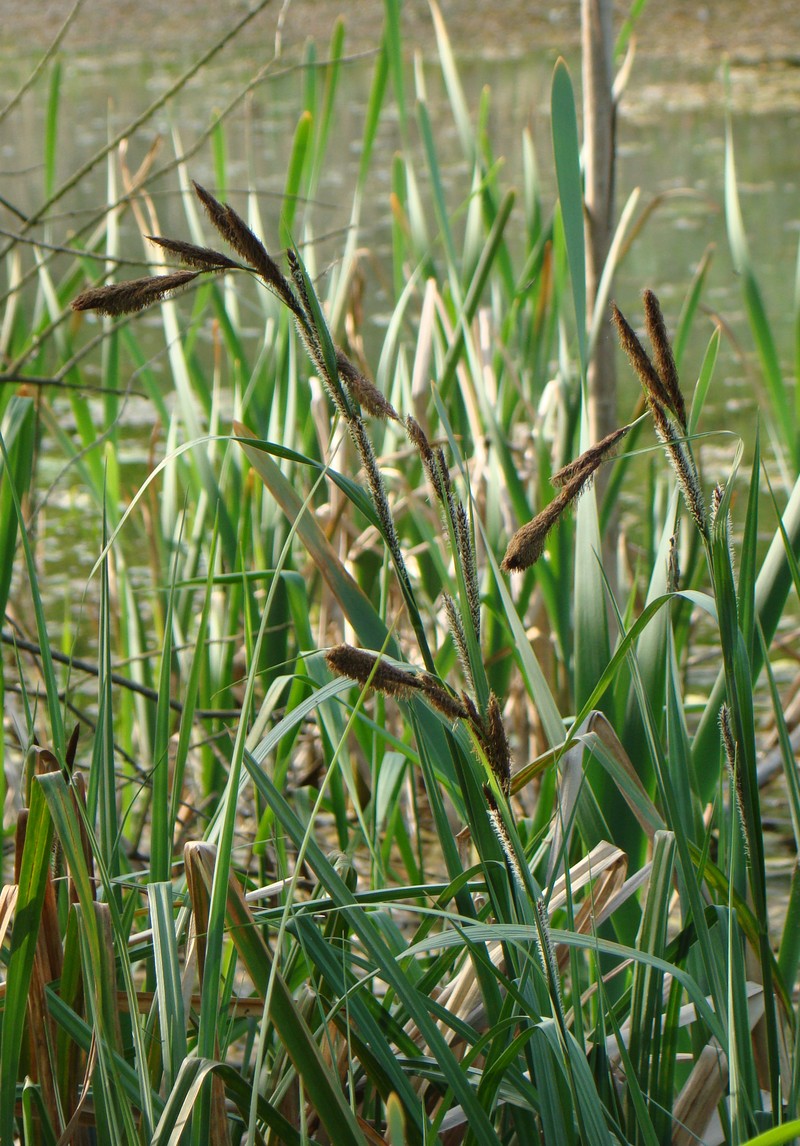 Image of Carex riparia specimen.