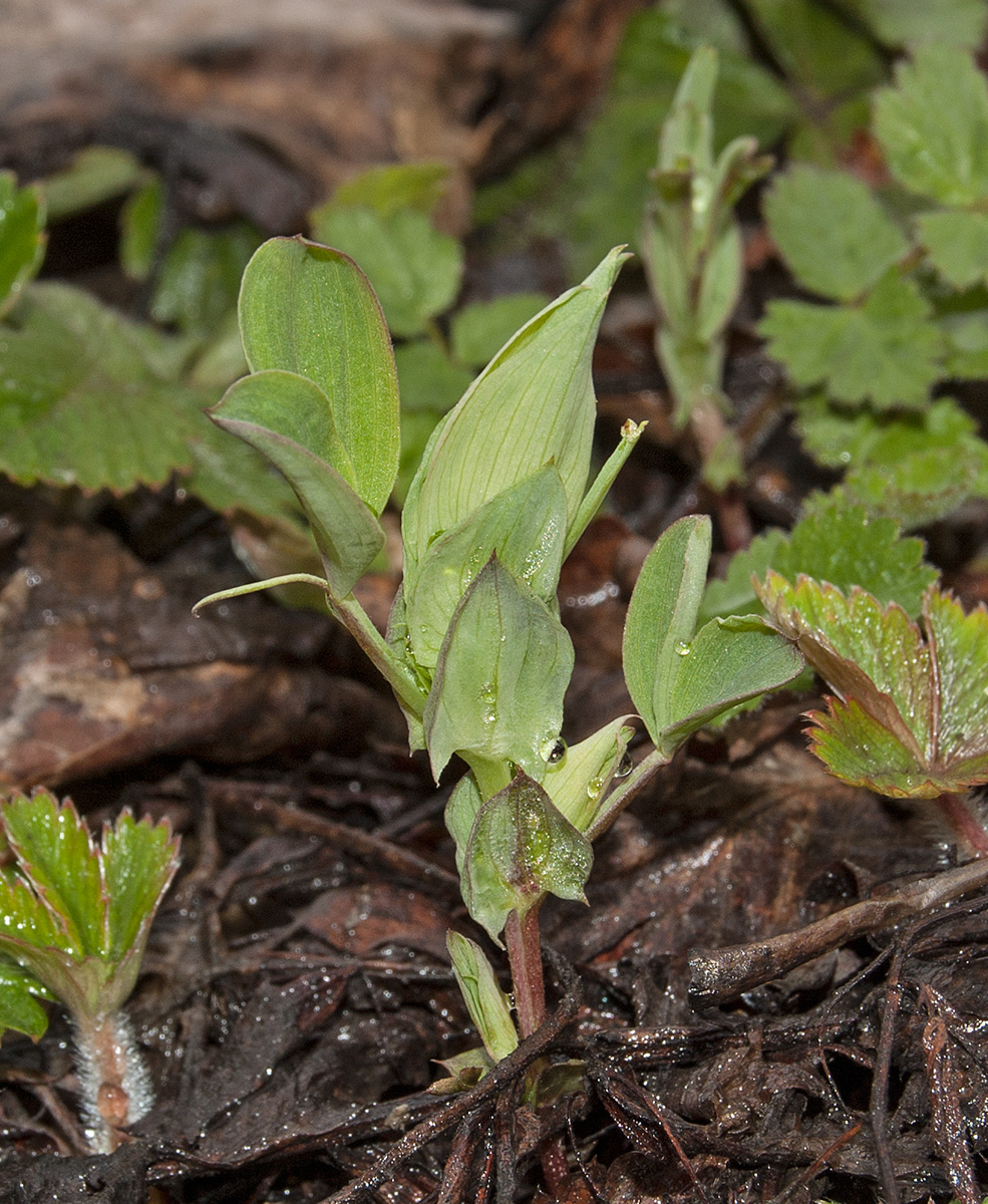 Image of genus Lathyrus specimen.