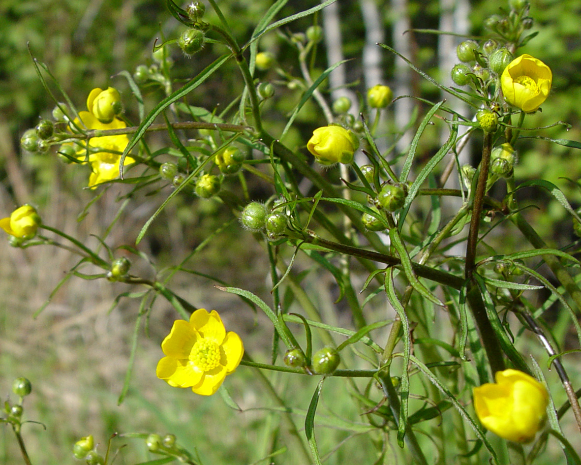 Image of Ranunculus subborealis specimen.
