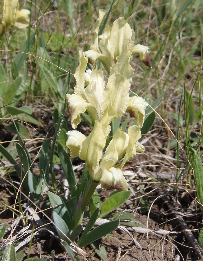 Image of Iris pumila specimen.