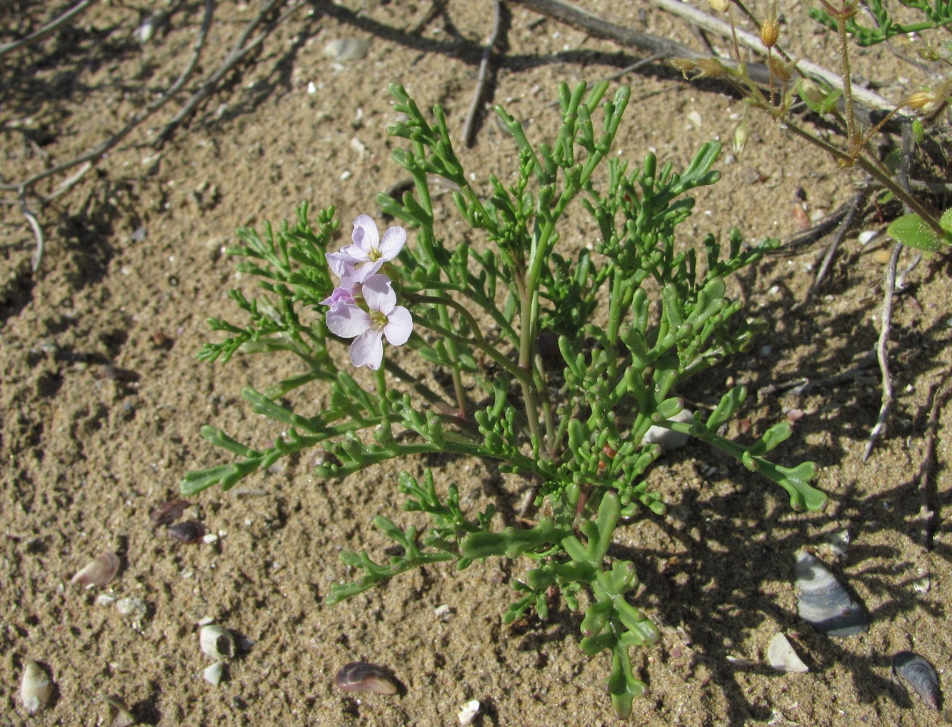 Image of Cakile euxina specimen.