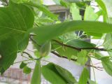 Liriodendron tulipifera