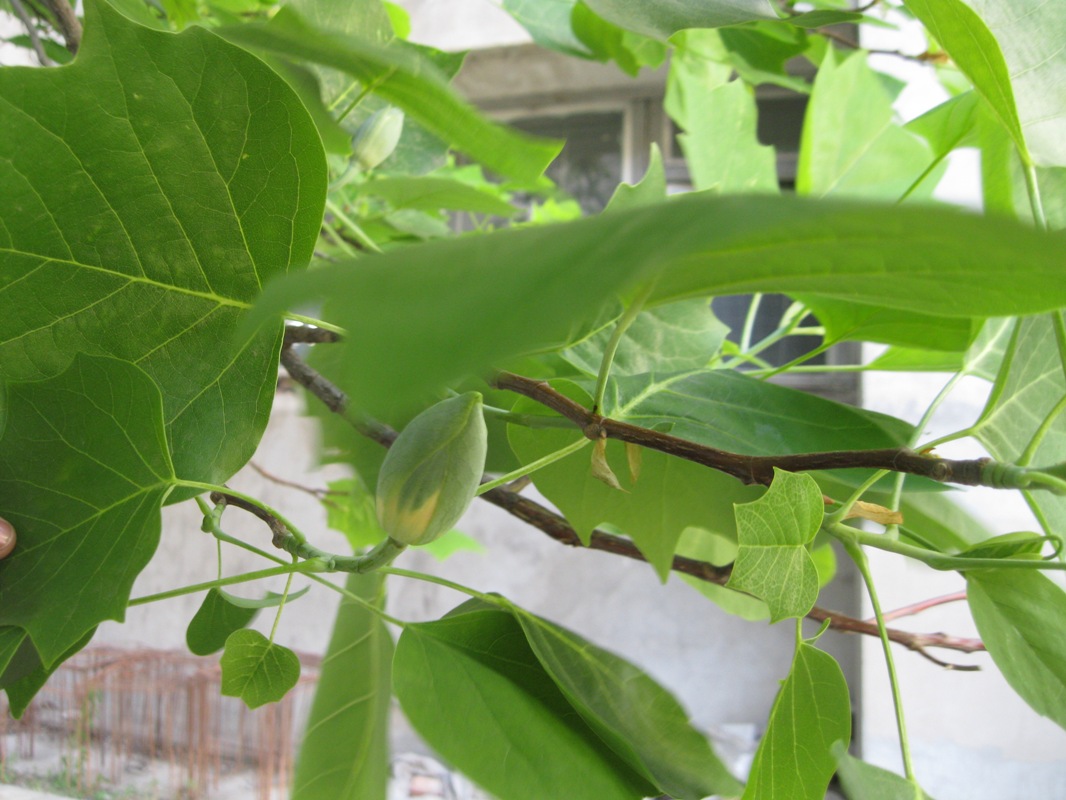 Image of Liriodendron tulipifera specimen.