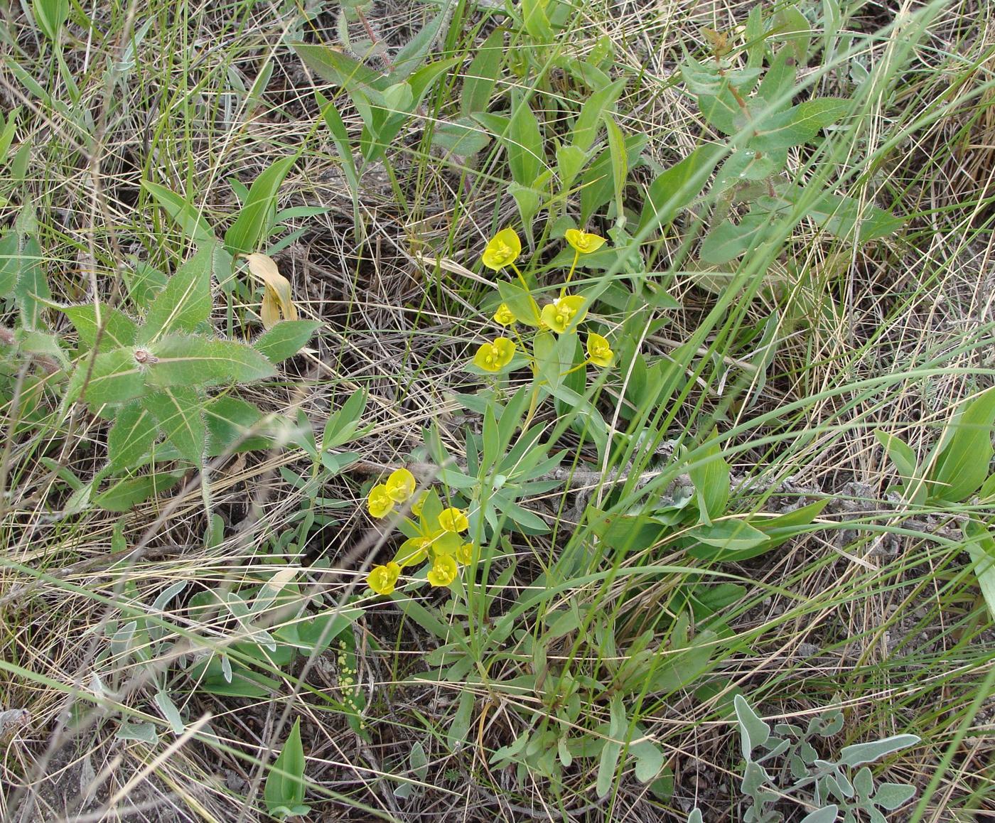 Image of genus Euphorbia specimen.