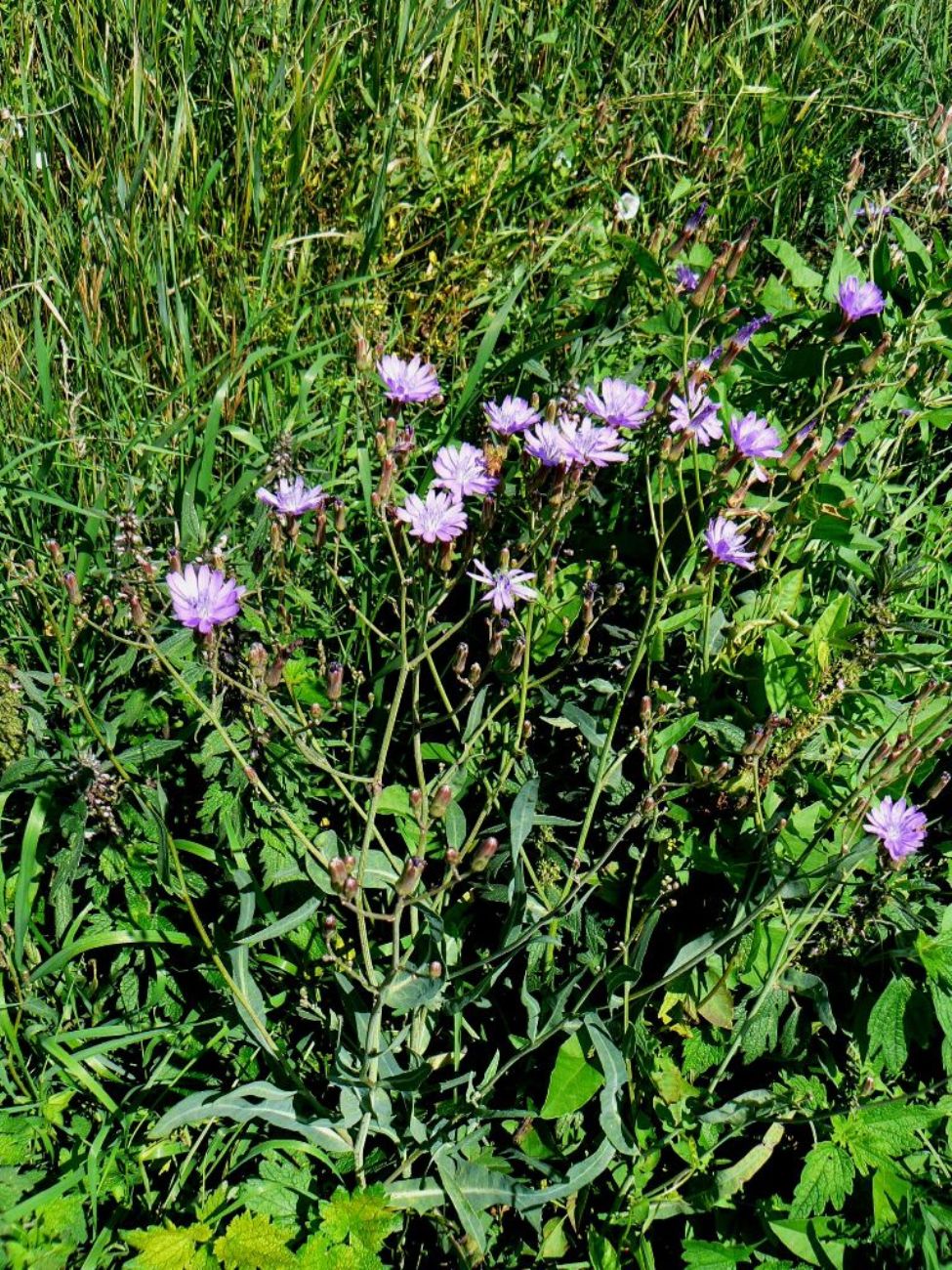 Image of Lactuca tatarica specimen.