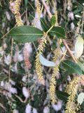 Salix triandra