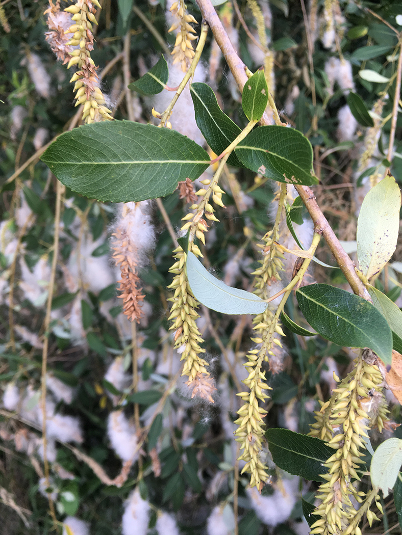 Image of Salix triandra specimen.