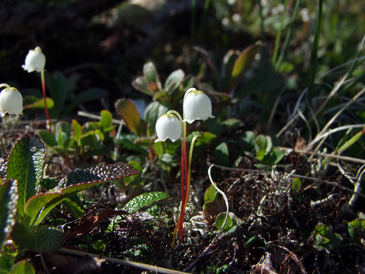 Изображение особи Cassiope lycopodioides.