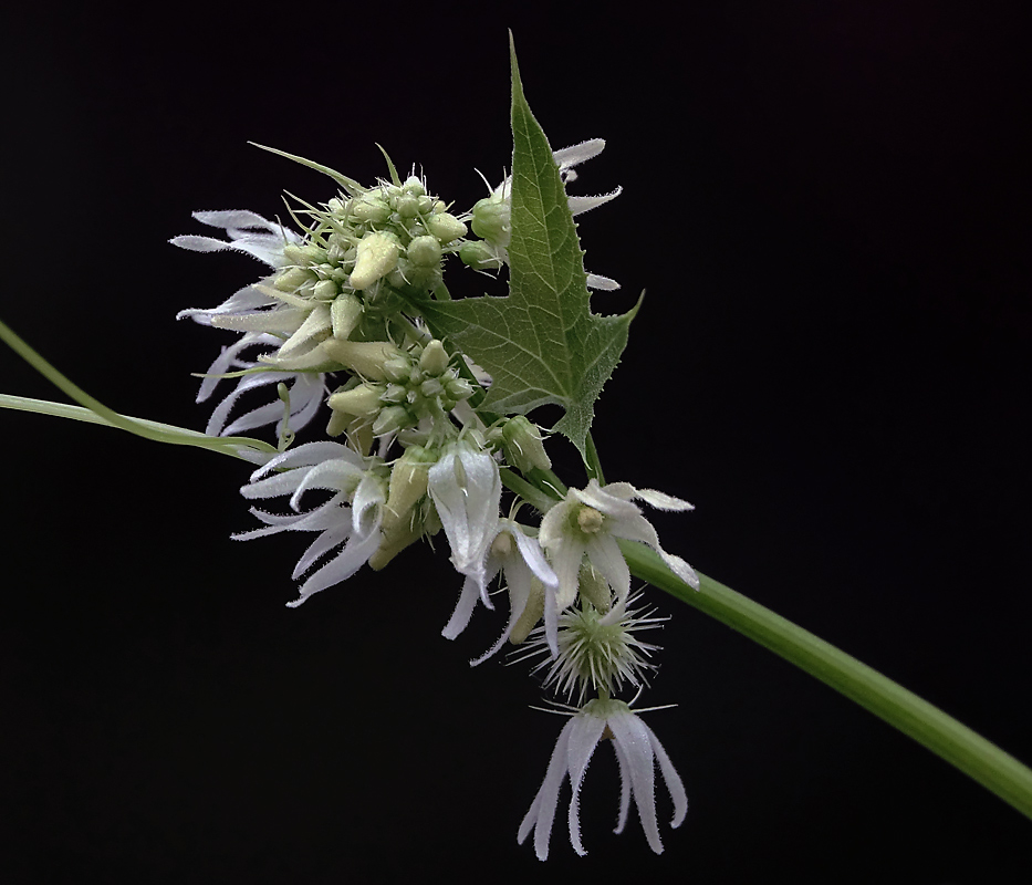 Изображение особи Echinocystis lobata.