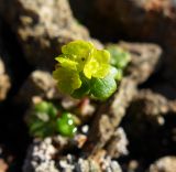 genus Chrysosplenium. Цветки и лист. Чукотка, Шмидтовский р-н, Пегтымельский хр., подножье г. Недотупной. 24.07.2014.