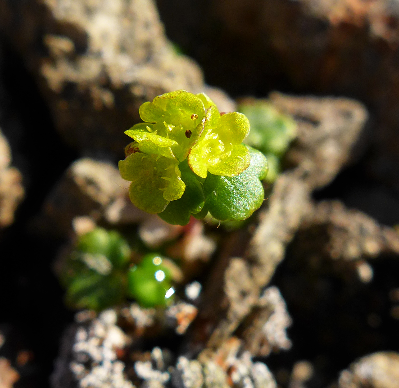 Image of genus Chrysosplenium specimen.