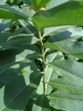 Asclepias syriaca