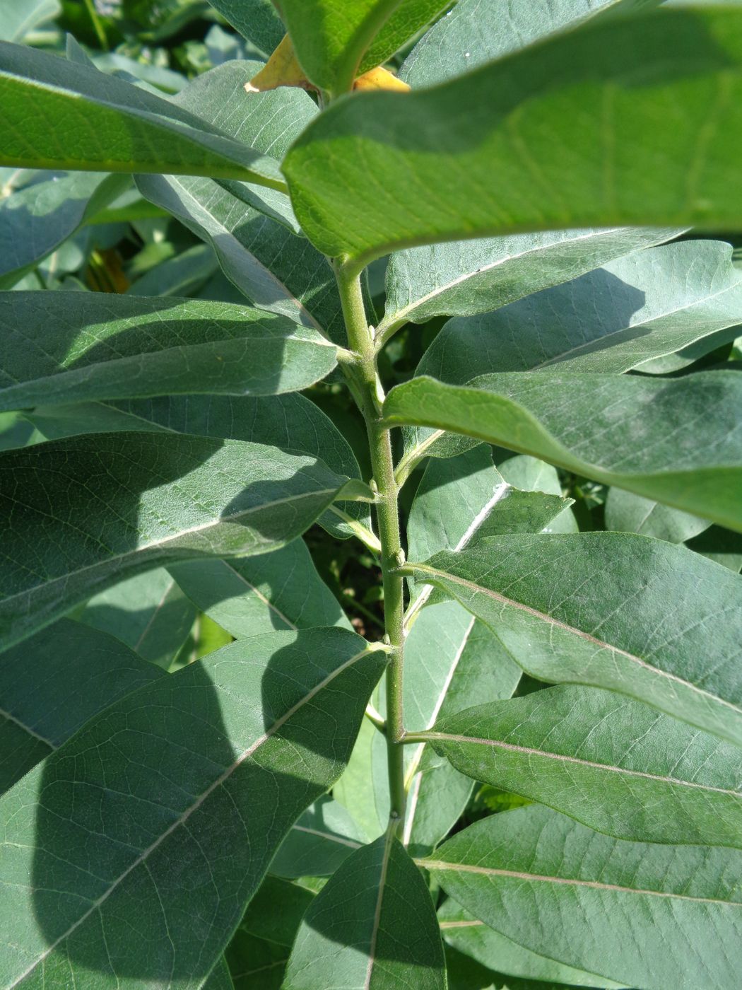 Image of Asclepias syriaca specimen.