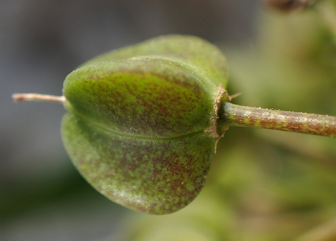 Изображение особи Leopoldia comosa.