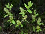 Salix hastata. Ветви цветущей мужской особи. Мурманская обл., Североморский р-н, окр. пос. Росляково, разнотравный березняк. 03.06.2010.