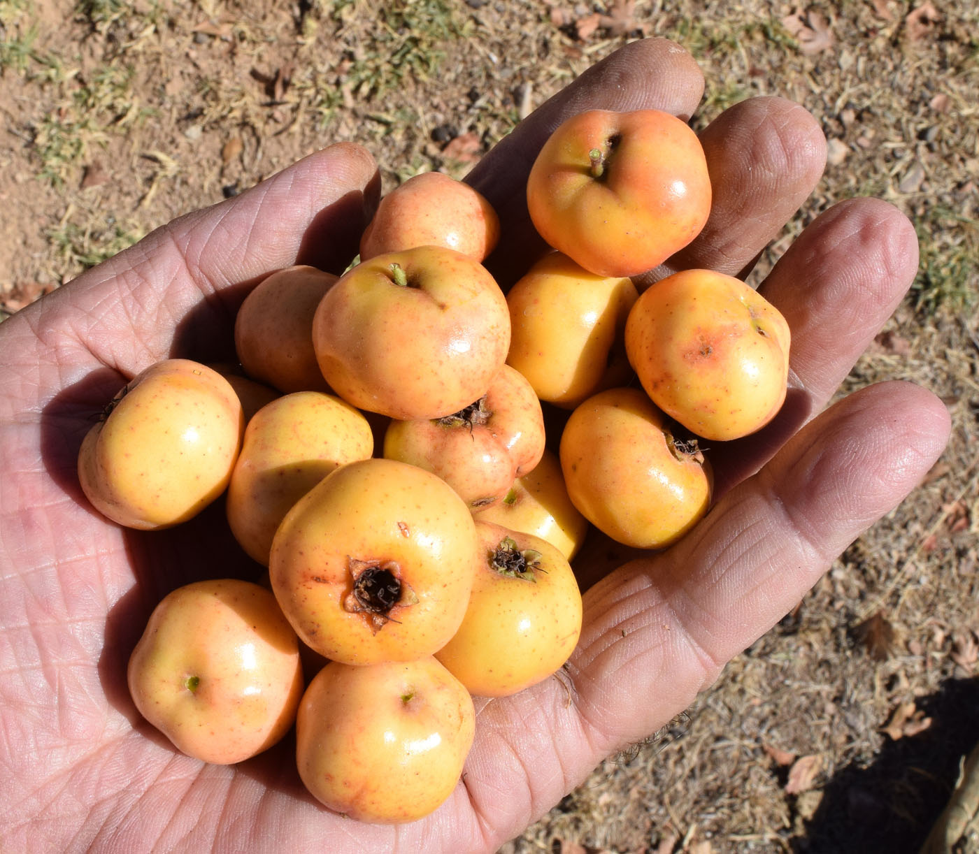 Изображение особи Crataegus pontica.