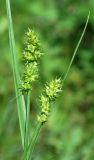 Carex spicata