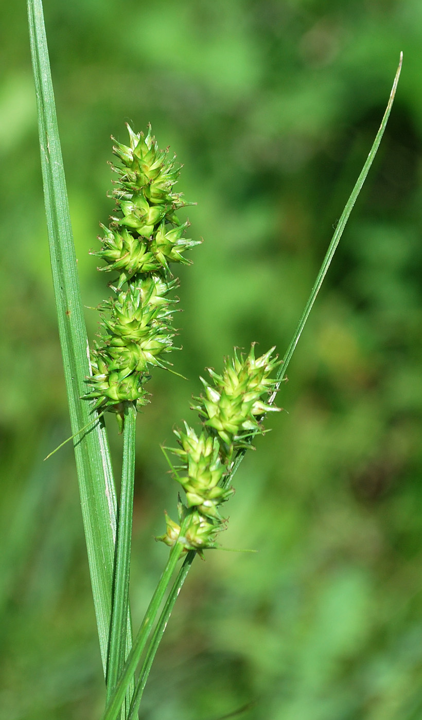 Image of Carex spicata specimen.