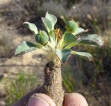 Euphorbia tuberosa