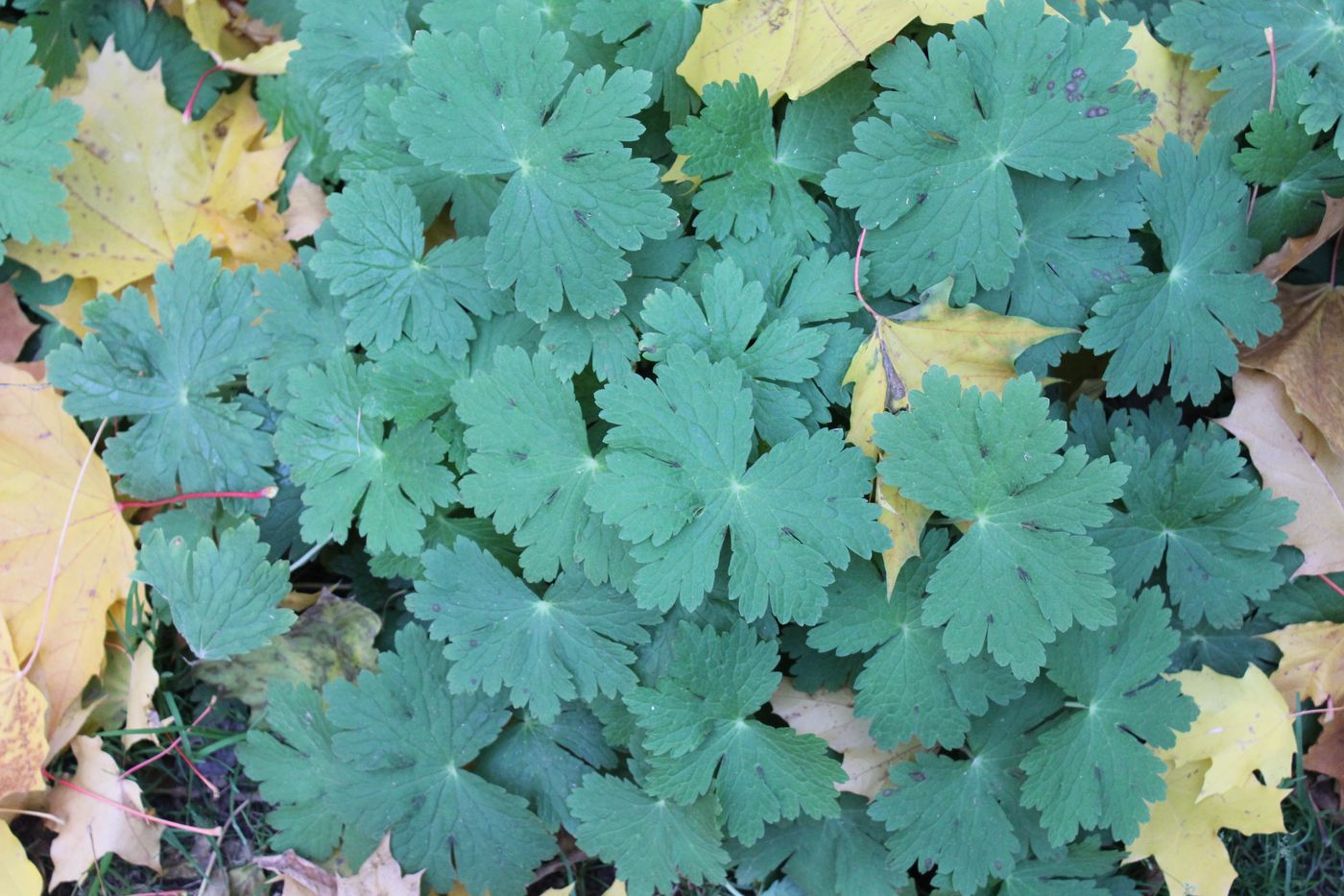 Изображение особи Geranium phaeum.