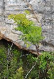 Notobubon galbanum