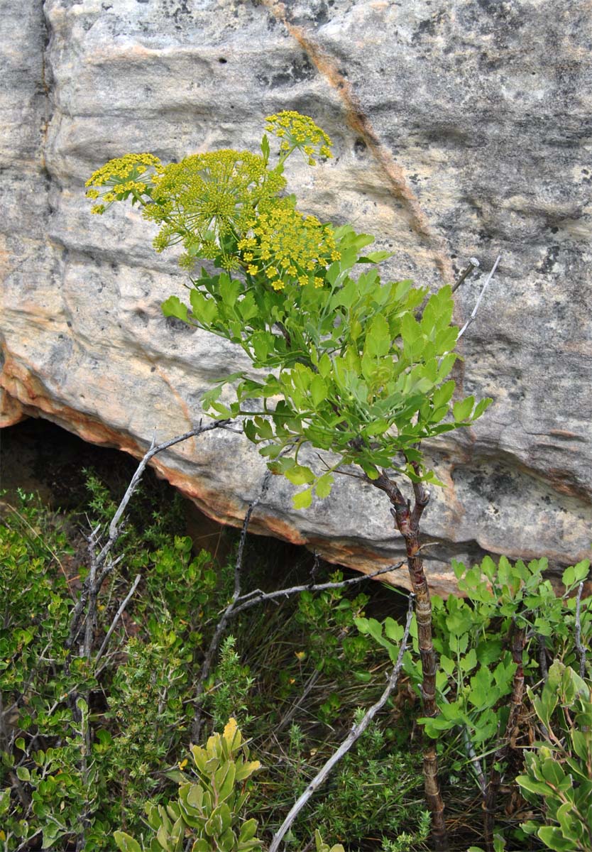 Image of Notobubon galbanum specimen.