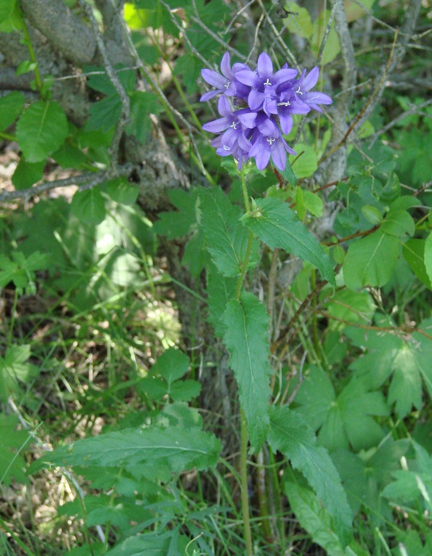 Изображение особи Campanula glomerata.