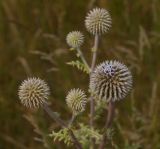 Echinops sphaerocephalus