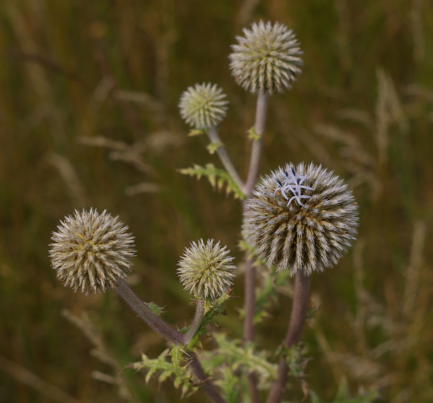 Изображение особи Echinops sphaerocephalus.