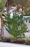 Polygala myrtifolia. Цветущее растение в соседстве с Strelitzia nicolai. Кипр, г. Айа-Напа, в озеленении частной территории. 04.10.2018.